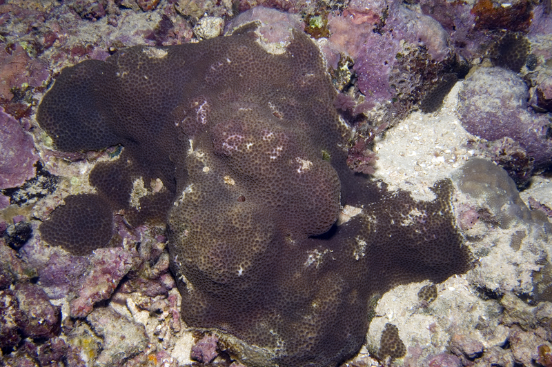 Leptastrea transversa